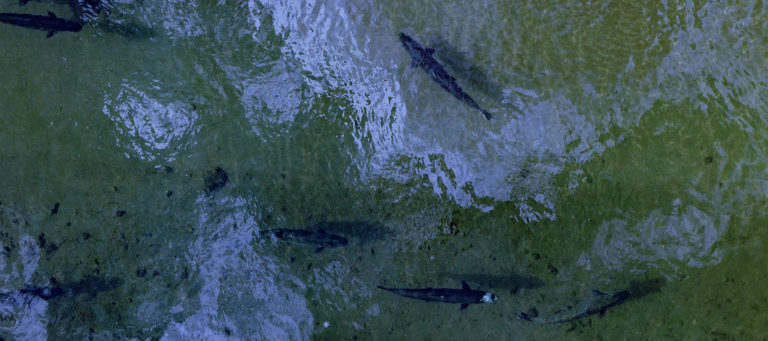 Celebrate Return of First Adult Salmon to Hangman Creek Since 1908