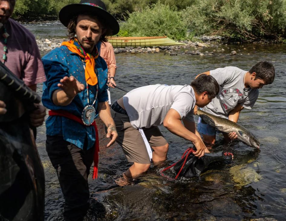 spokane tribe releases chinook salmon